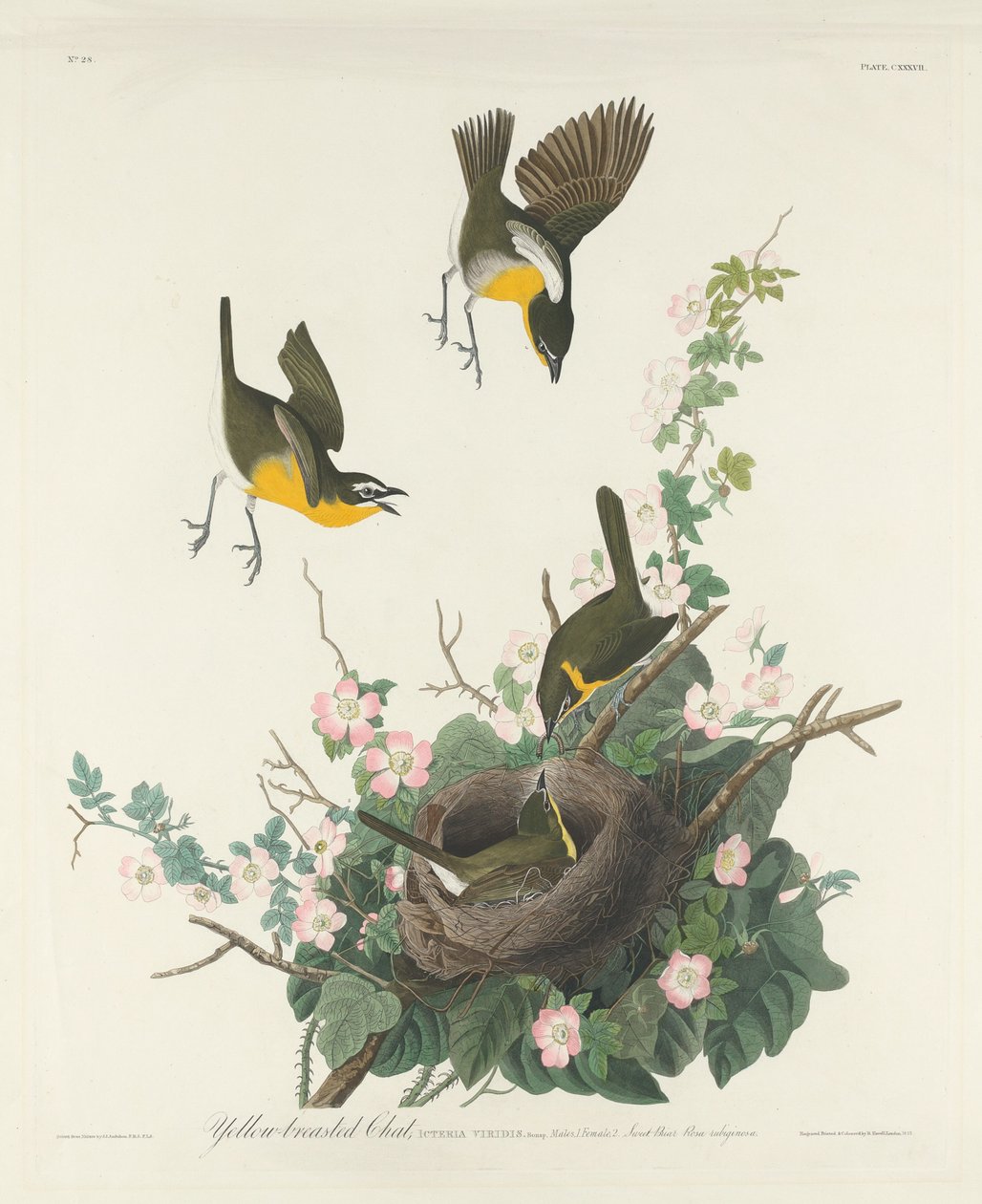 Chat dal Petto Giallo da Robert Havell after John James Audubon