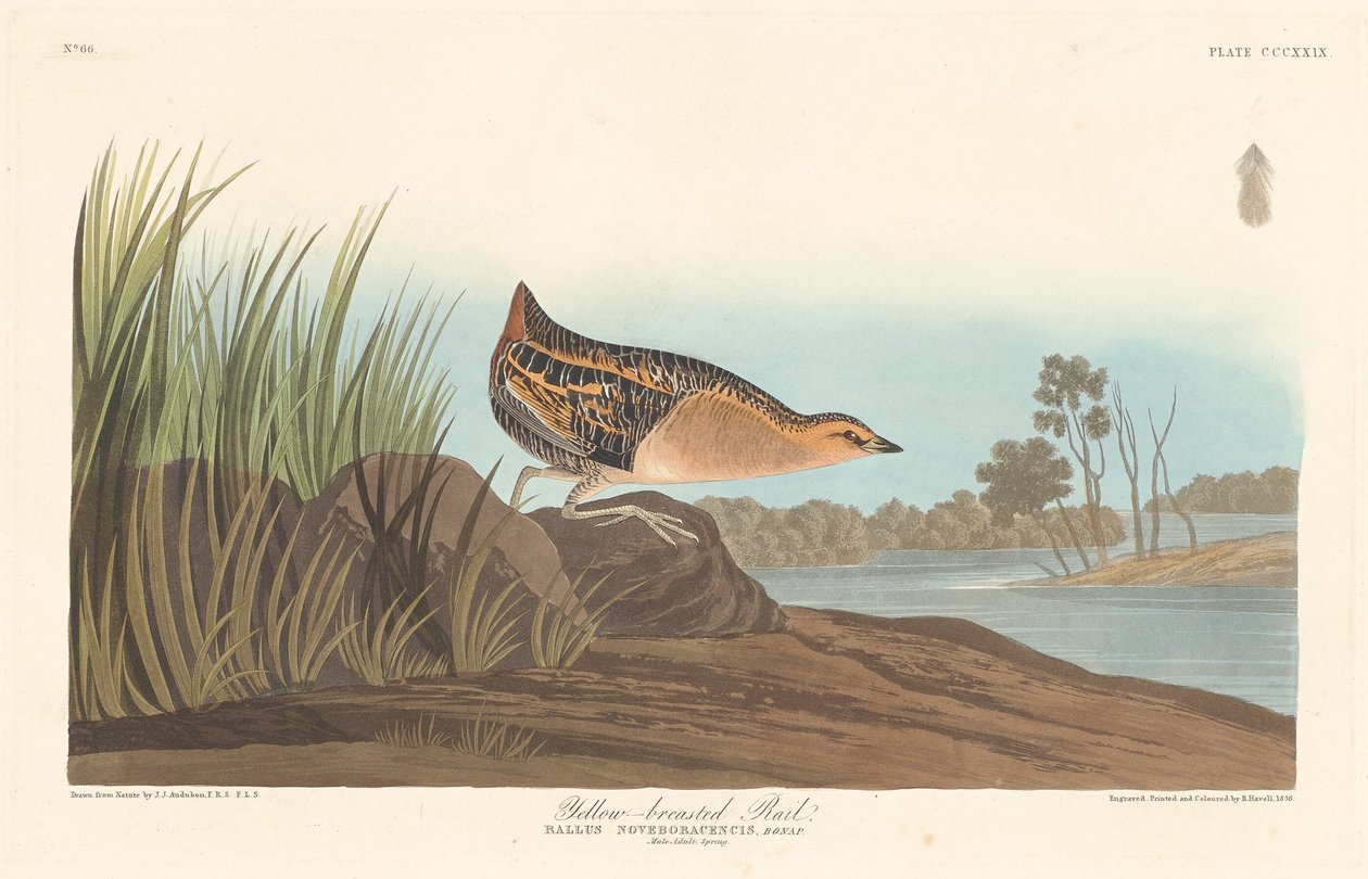Rallo dal petto giallo da Robert Havell after John James Audubon