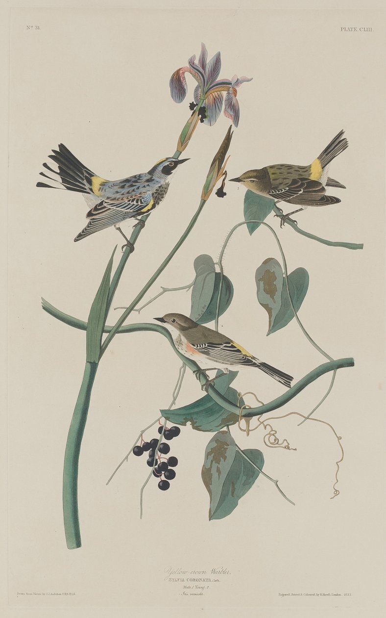 Parula coronata gialla da Robert Havell after John James Audubon