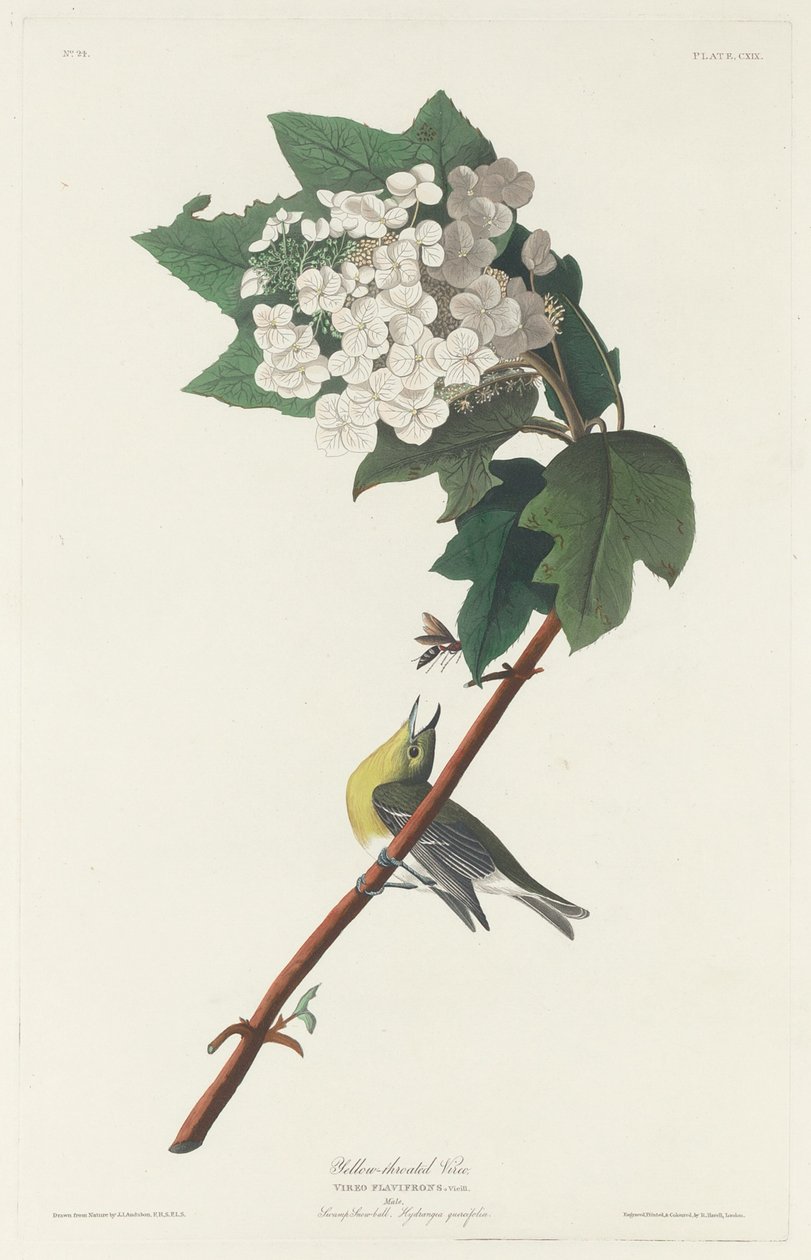 Vireo dalla gola gialla da Robert Havell after John James Audubon