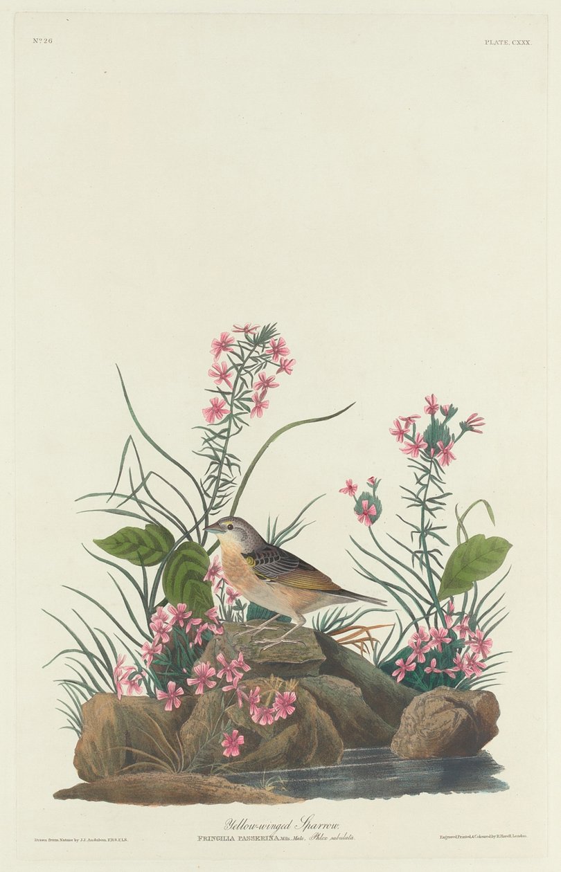 Passero dalle Ali Gialle da Robert Havell after John James Audubon