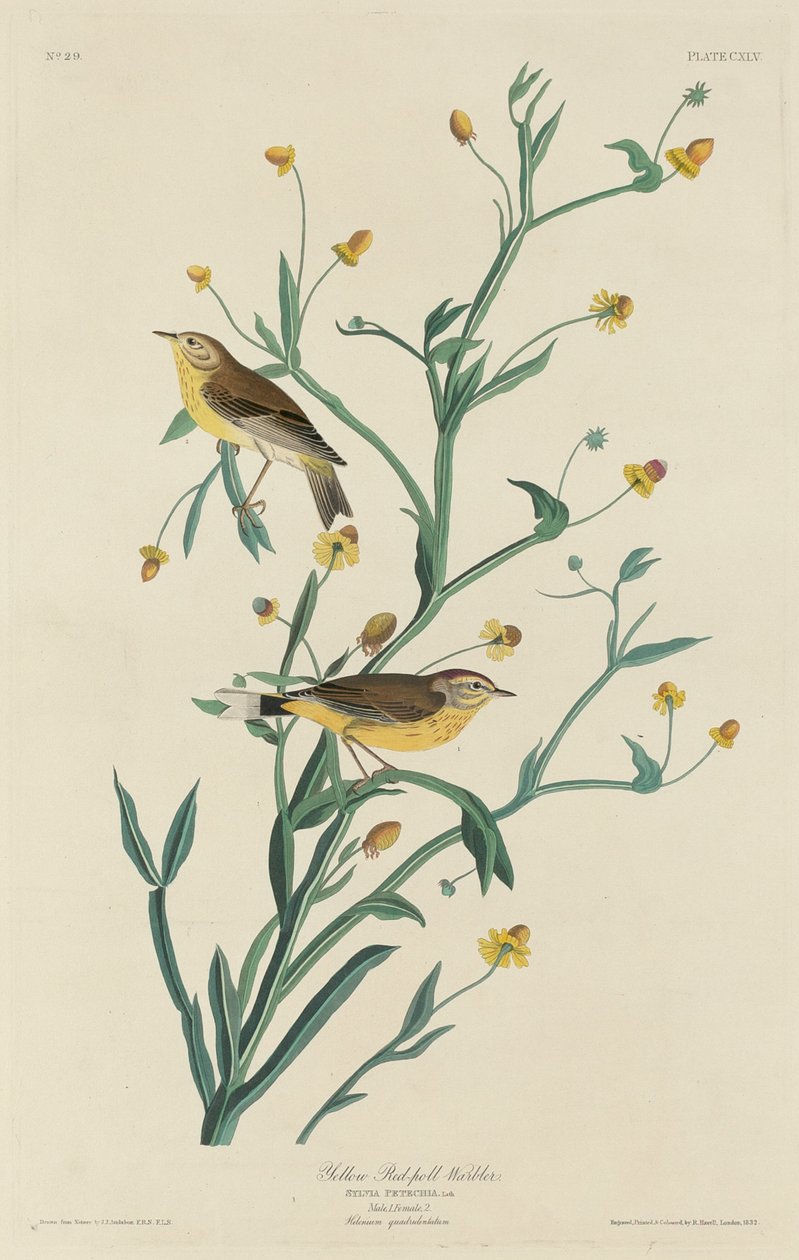 Parula gialla da Robert Havell after John James Audubon