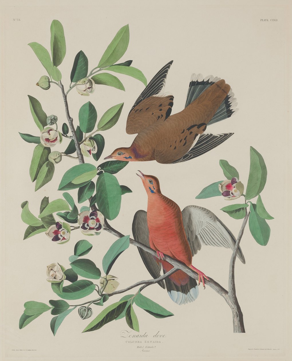 Colomba Zenaida da Robert Havell after John James Audubon