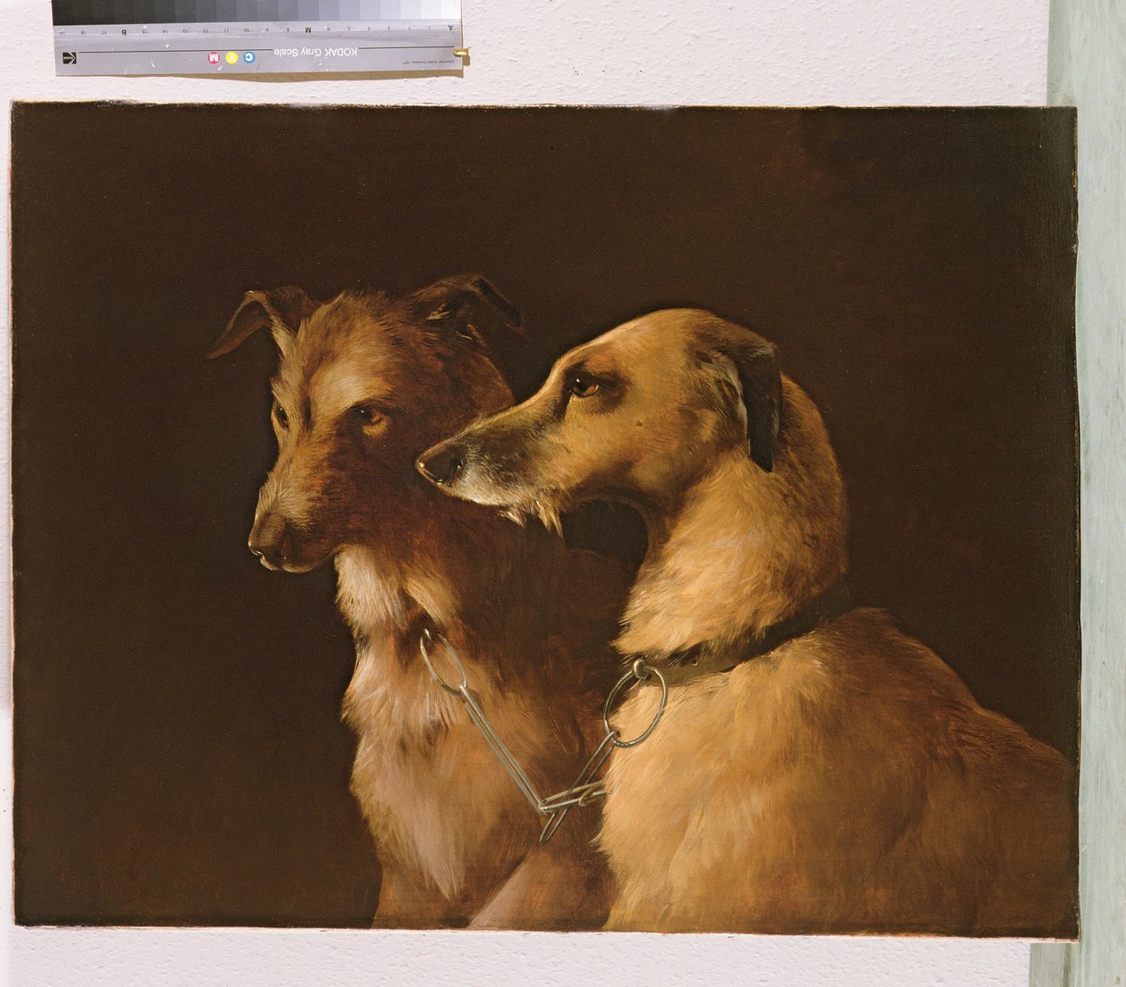 Cani da cervo da Robert Henry Roe