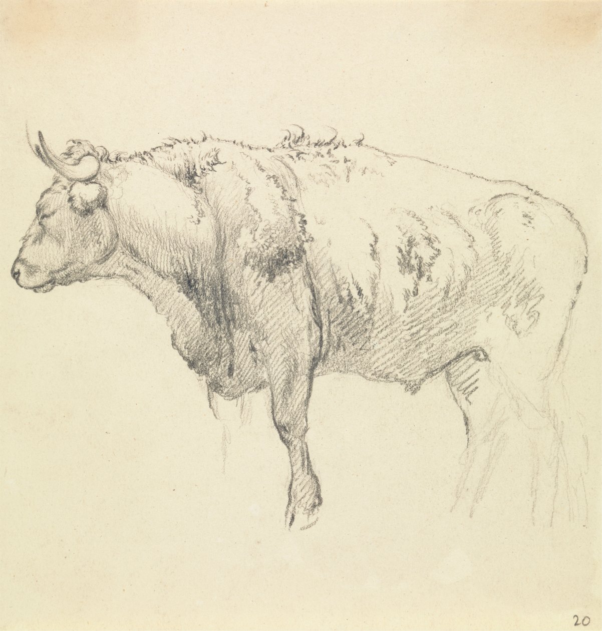 Un Toro da Robert Hills
