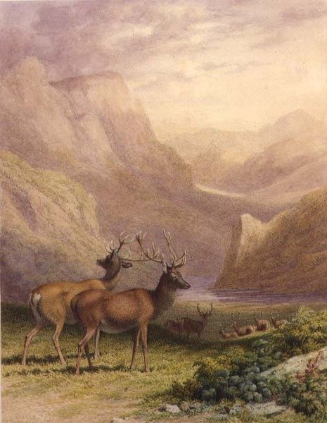 Cervi nelle Highlands da Robert Hills