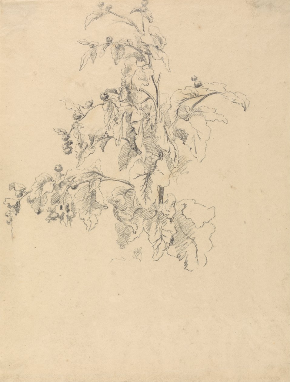 Studio di Foliage da Robert Hills