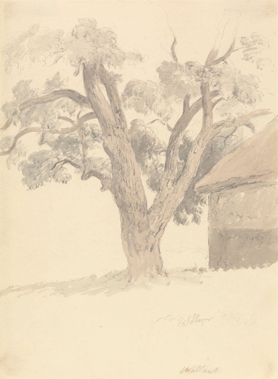 Albero di noce da Robert Hills