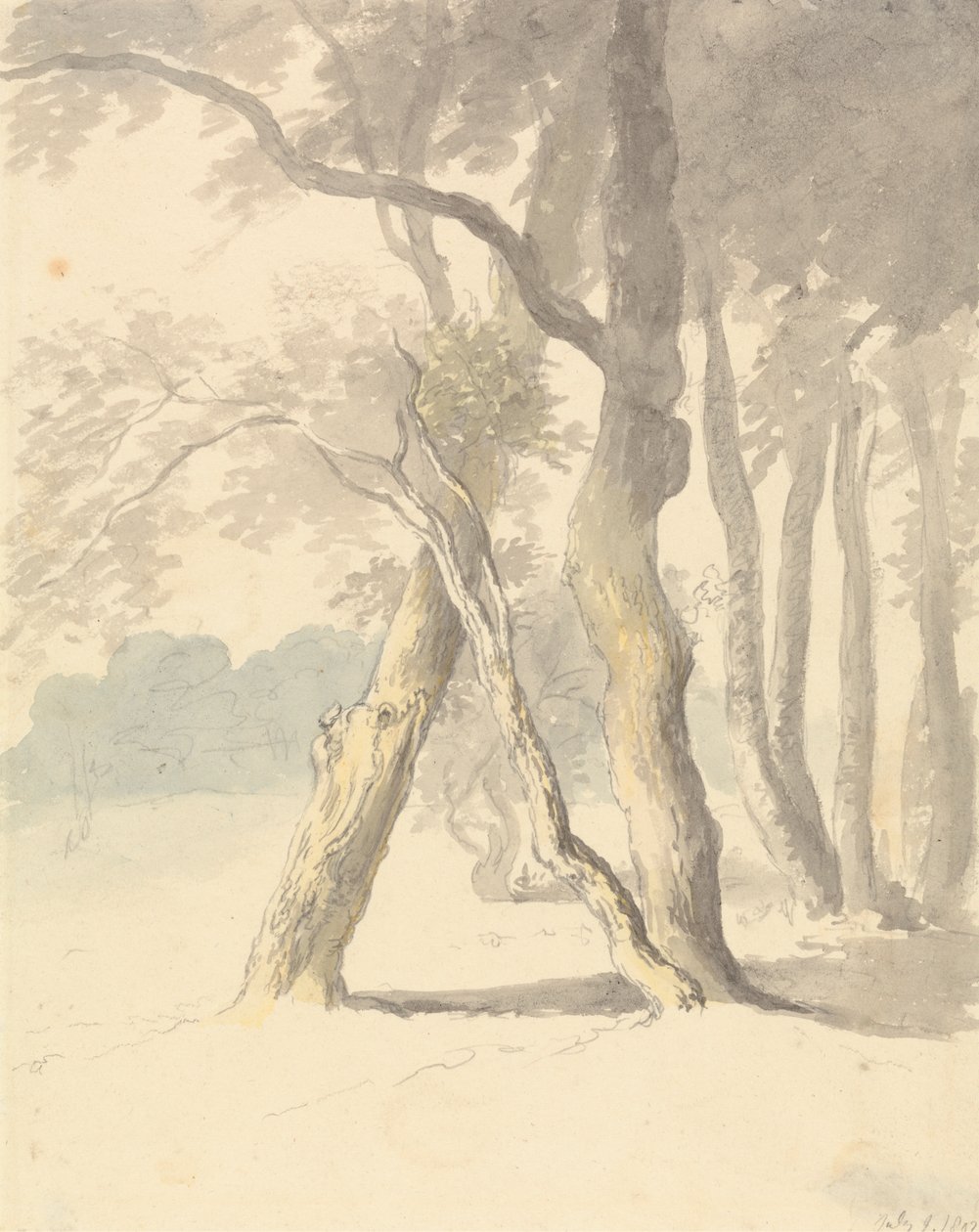 Studio del bosco da Robert Hills