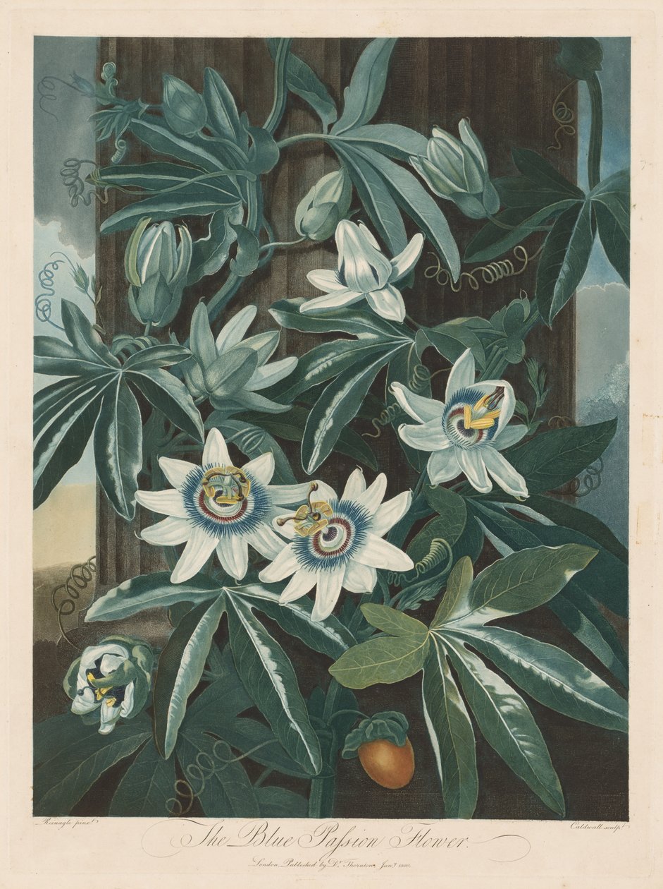 La Passiflora Blu da Robert John Thornton