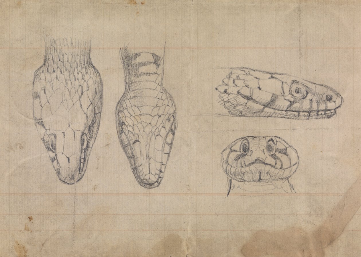 Studio della testa di un serpente da Robert Smirke