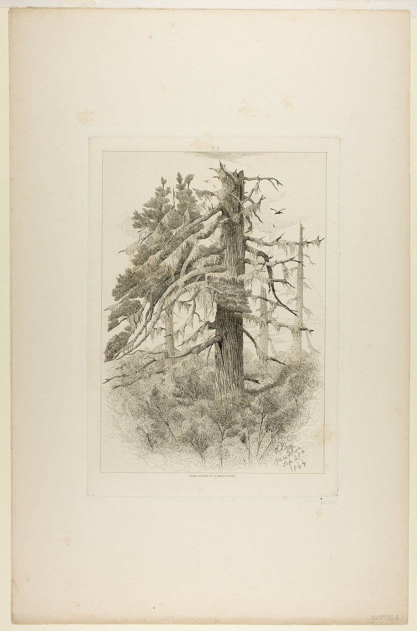 Vecchi alberi a Naushon Island da Robert Swain Gifford