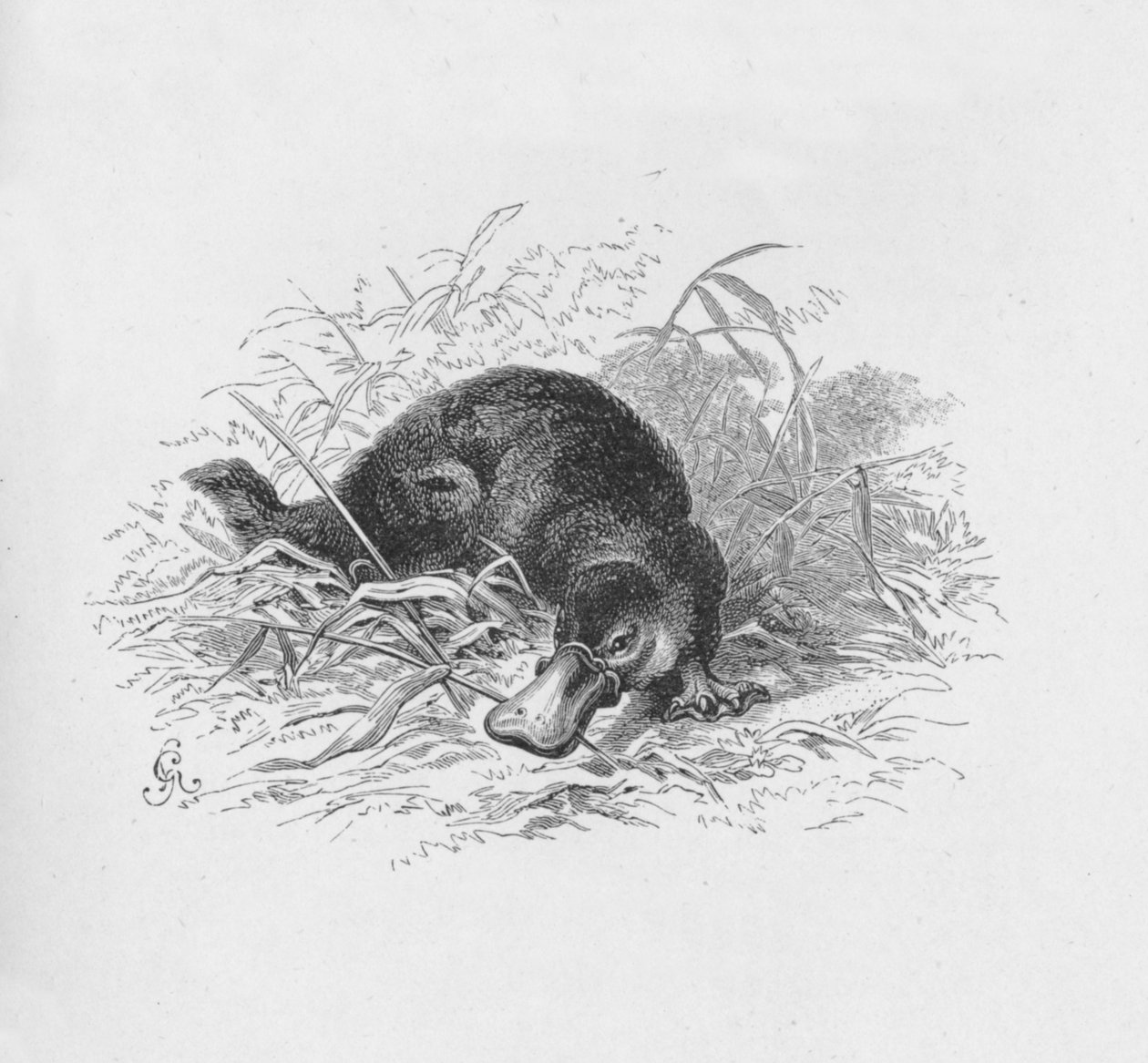 Ornitorinco Paradosso, c1885, 1890 da Robert Taylor Pritchett