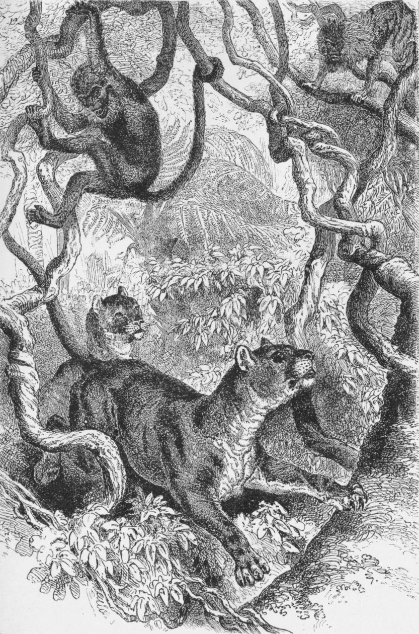 Il puma, c. 1885, 1890 da Robert Taylor Pritchett