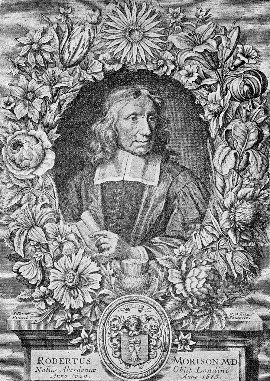 Robert Morison, 1680 da Robert White