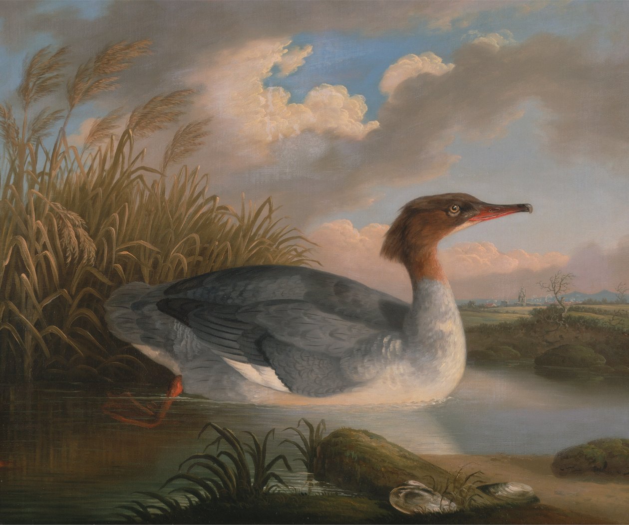 Un tuffatore marrone (Smergo maggiore) da Robert Wilkinson Padley