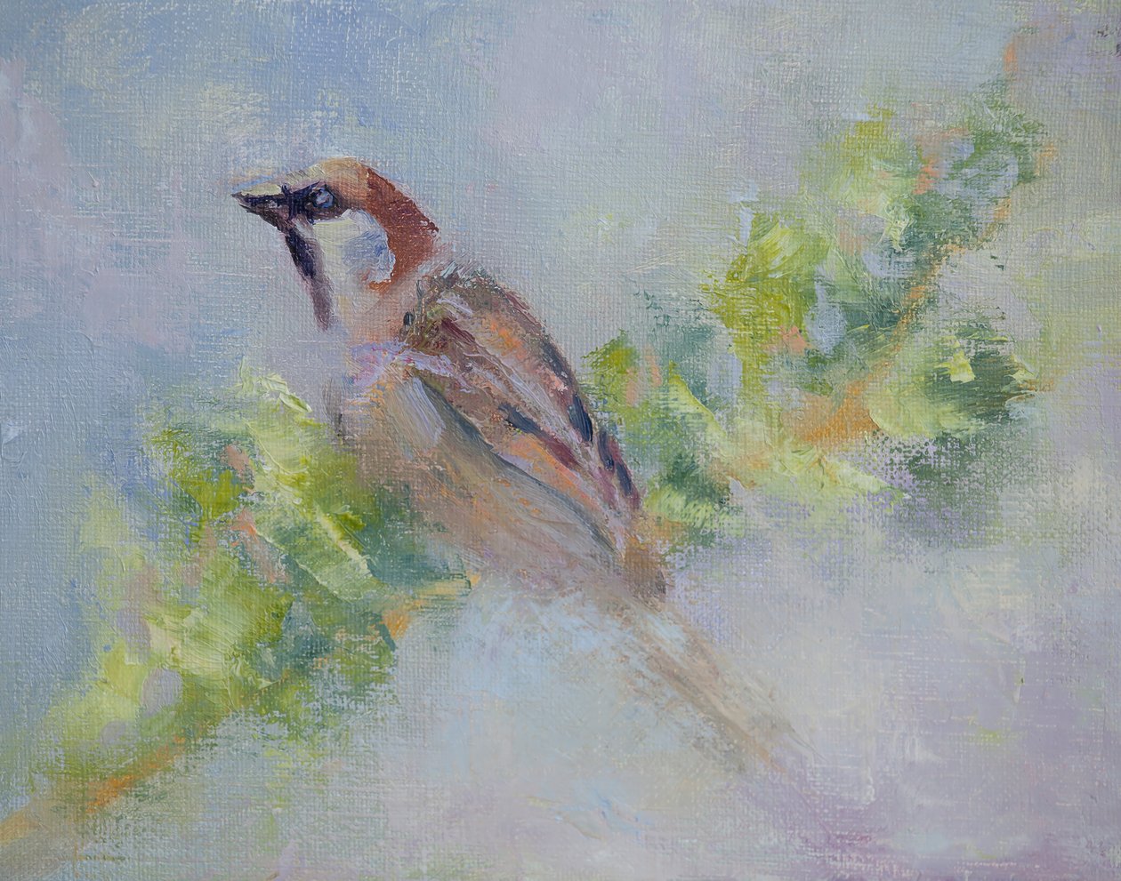 P. Domesticus da Roberta Murray