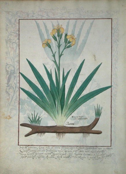 Ms Fr. Fv VI #1 fol.112v Abutilon Theophrasti, o Foglia di Velluto, illustrazione dal Libro delle Medicine Semplici di Matthaeus Platearius (d.c.1161) c.1470 da Robinet Testard