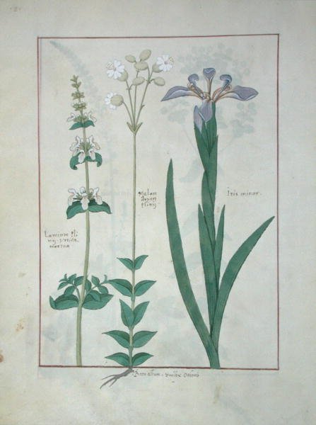 Lamium Album o Ortica Bianca, Melandryon e Iris Minor, illustrazione dal Libro delle Semplici Medicine di Mattheaus Platearius da Robinet Testard