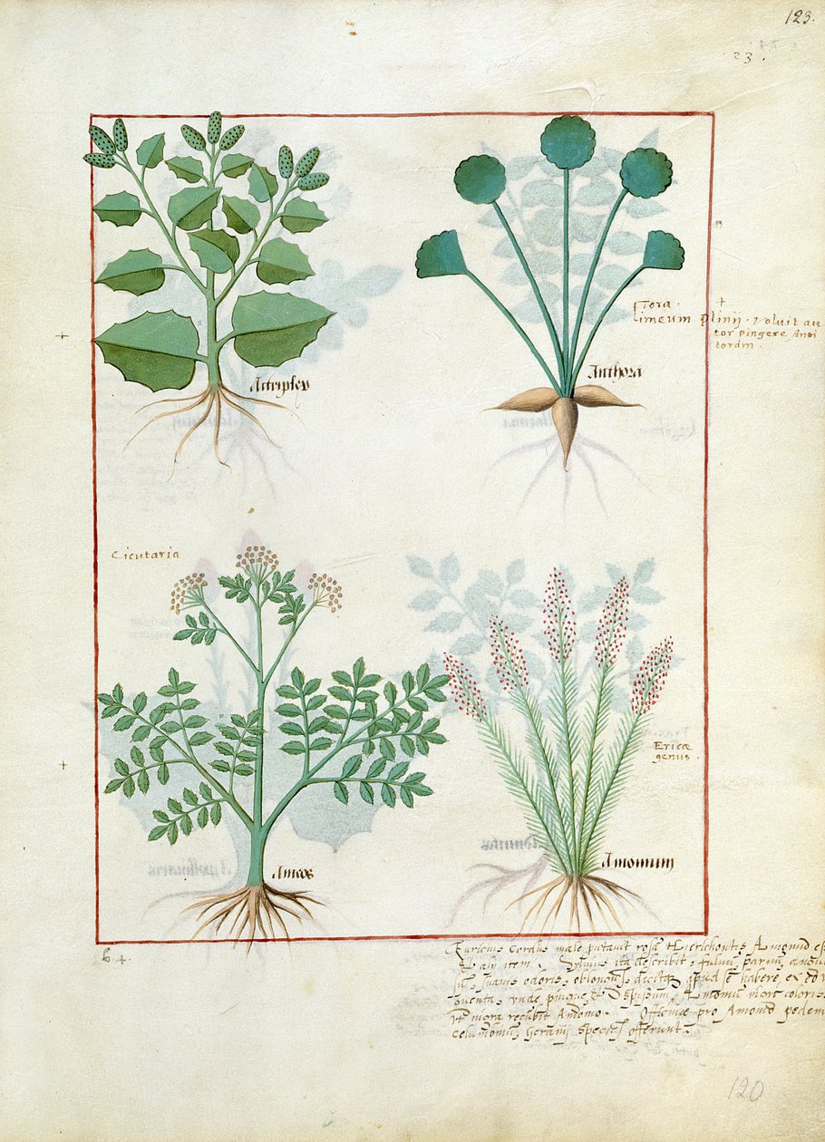 Artemisia e Anthora. Fila inferiore: Assenzio e Cardamomo, illustrazione da 