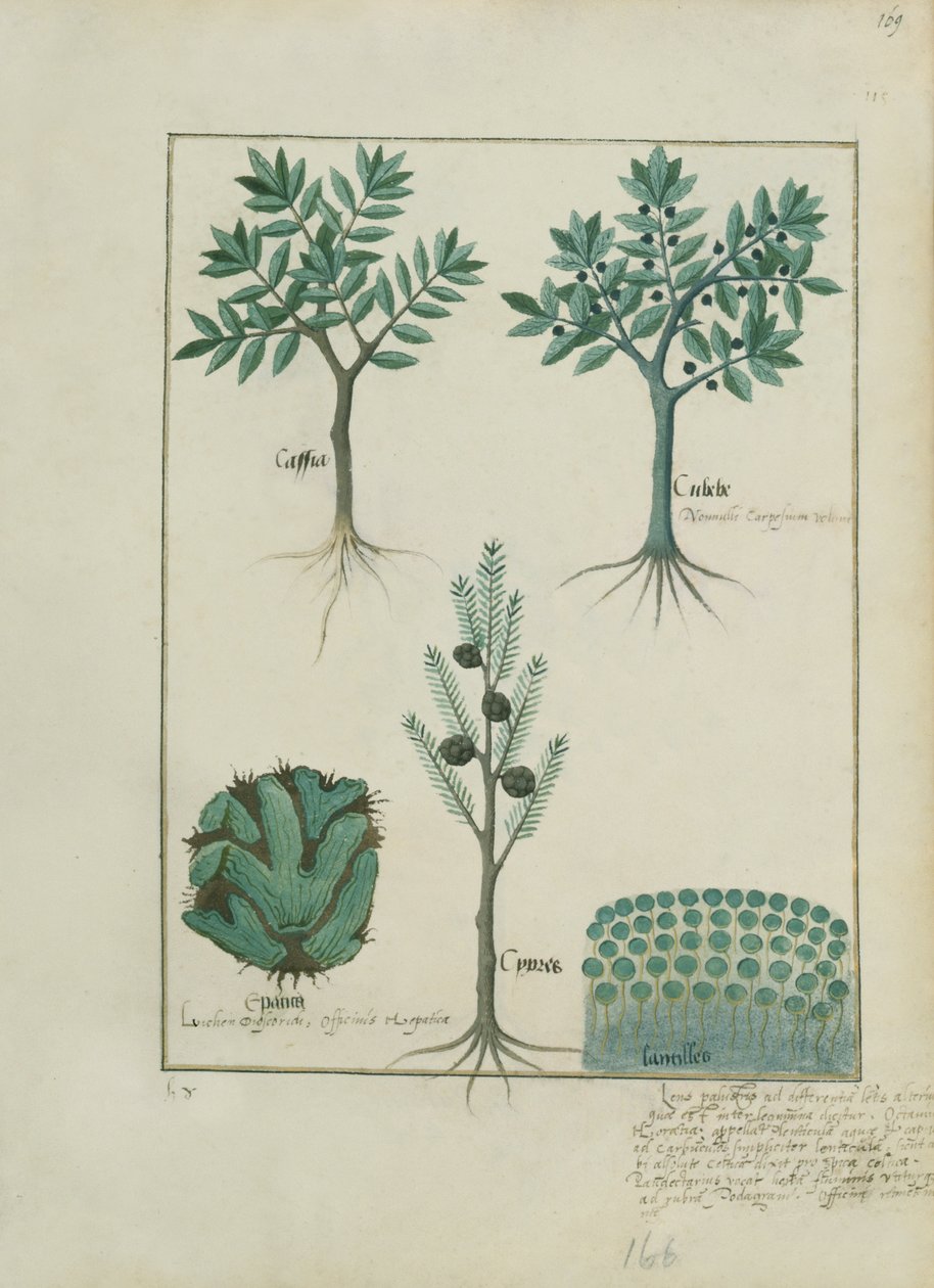 Illustrazione dal Libro delle Semplici Medicine di Mattheaus Platearius (m. c.1161) c.1470 da Robinet Testard