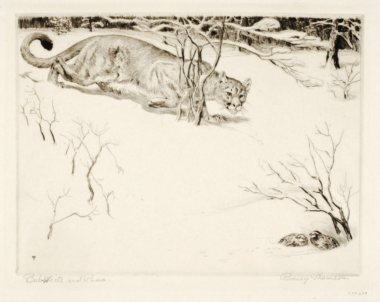 Bob-bianco e Puma da Rodney Thomson