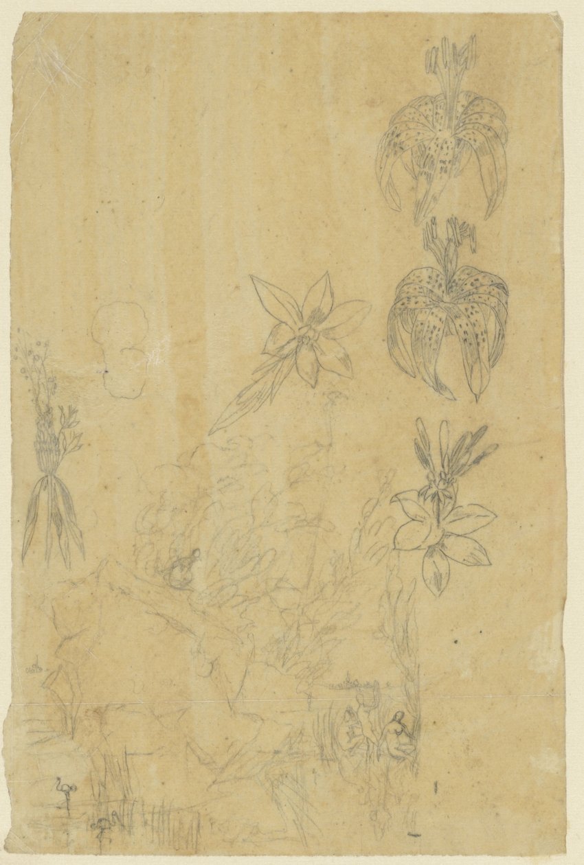 Studi di fiori e donne che fanno il bagno da Rodolphe Bresdin