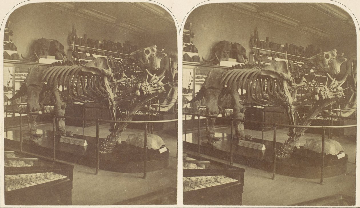 Il Megatherium, Museo Britannico da Roger Fenton