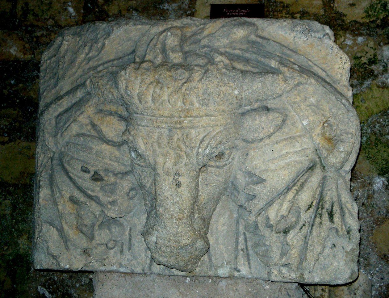 Testa di un toro da Roman