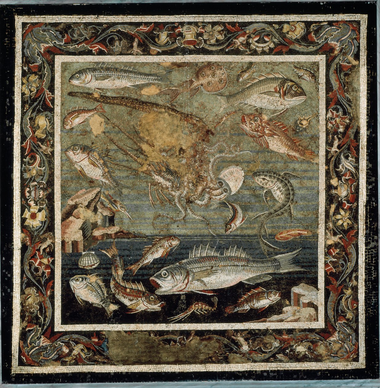Vita marina da Roman