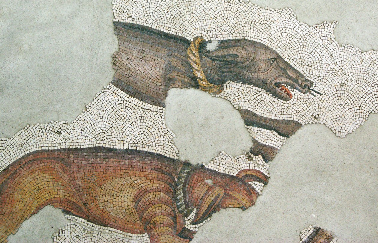 Immagine sconosciuta da Roman