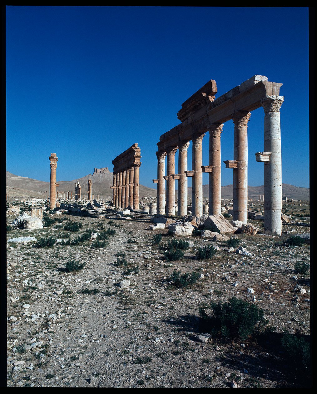 Veduta dei resti di Palmira da Roman