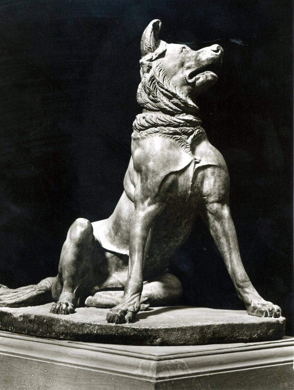 Cane Bull Mastif da Roman Roman