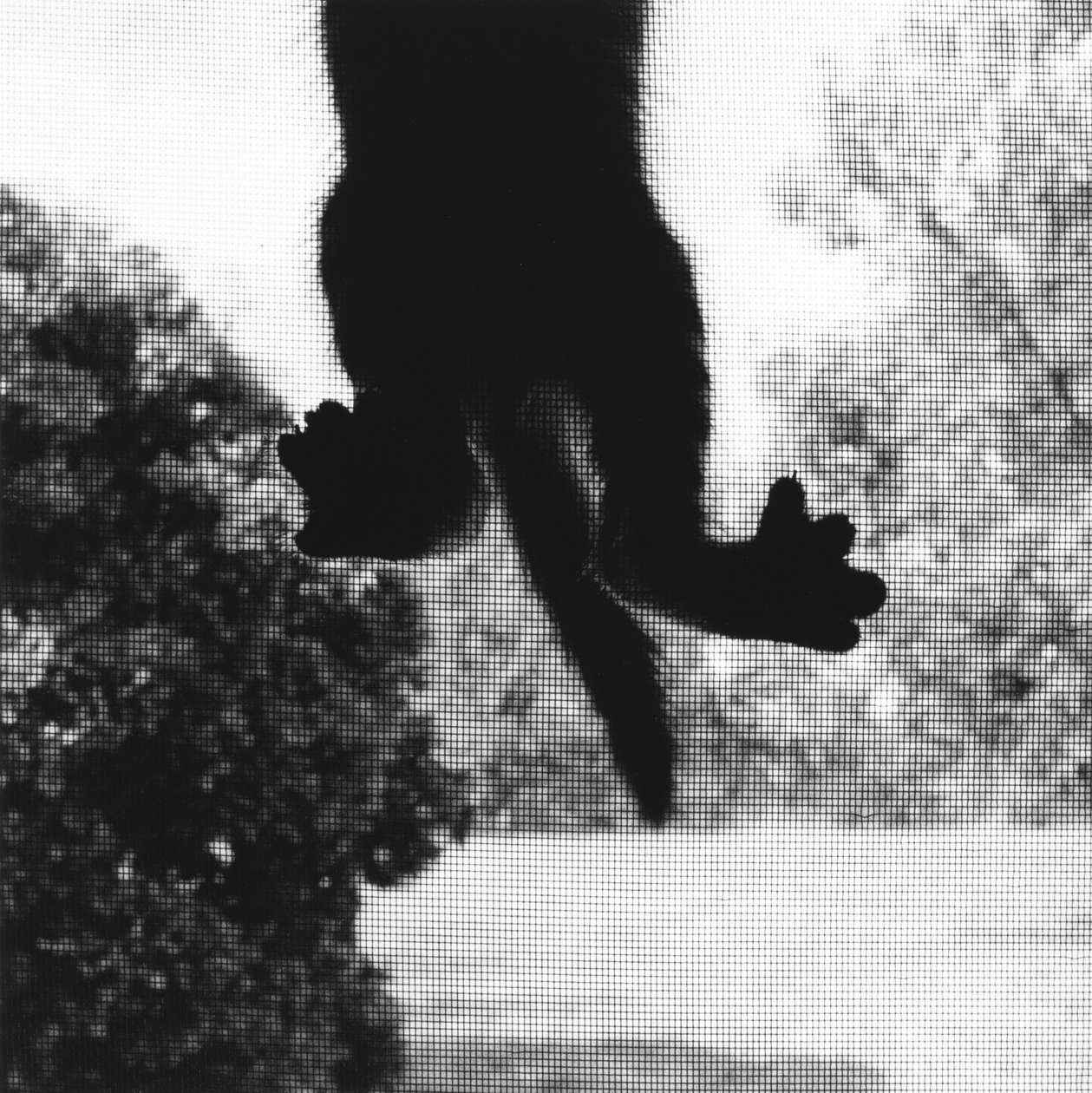 Gatto che si arrampica da Ron Evans