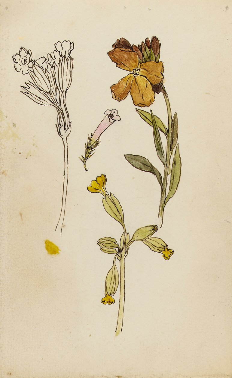 Studio di fiori, violacciocca e primula da Rosa Brett
