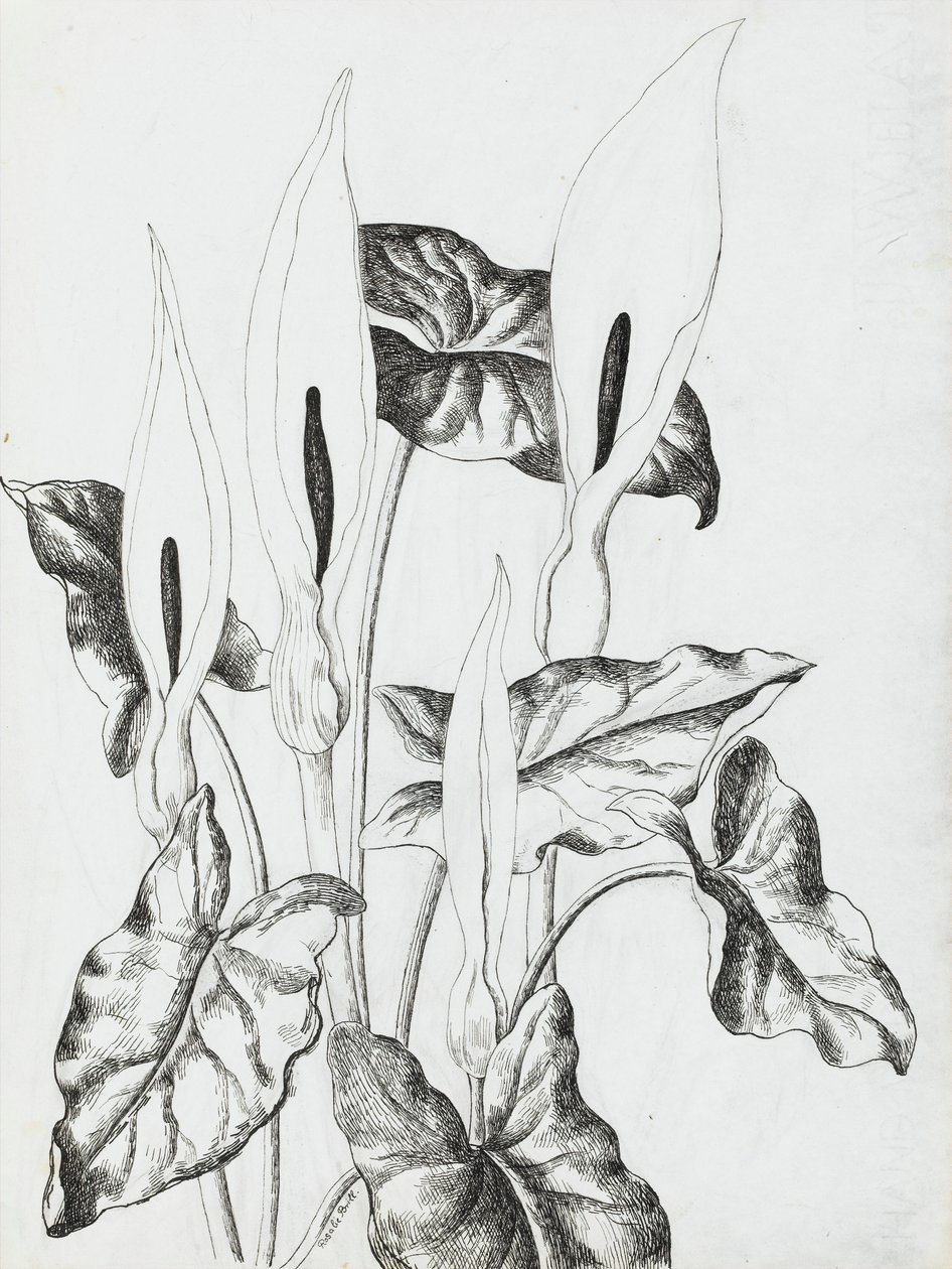 Gigli di Arum da Rosalie Brill