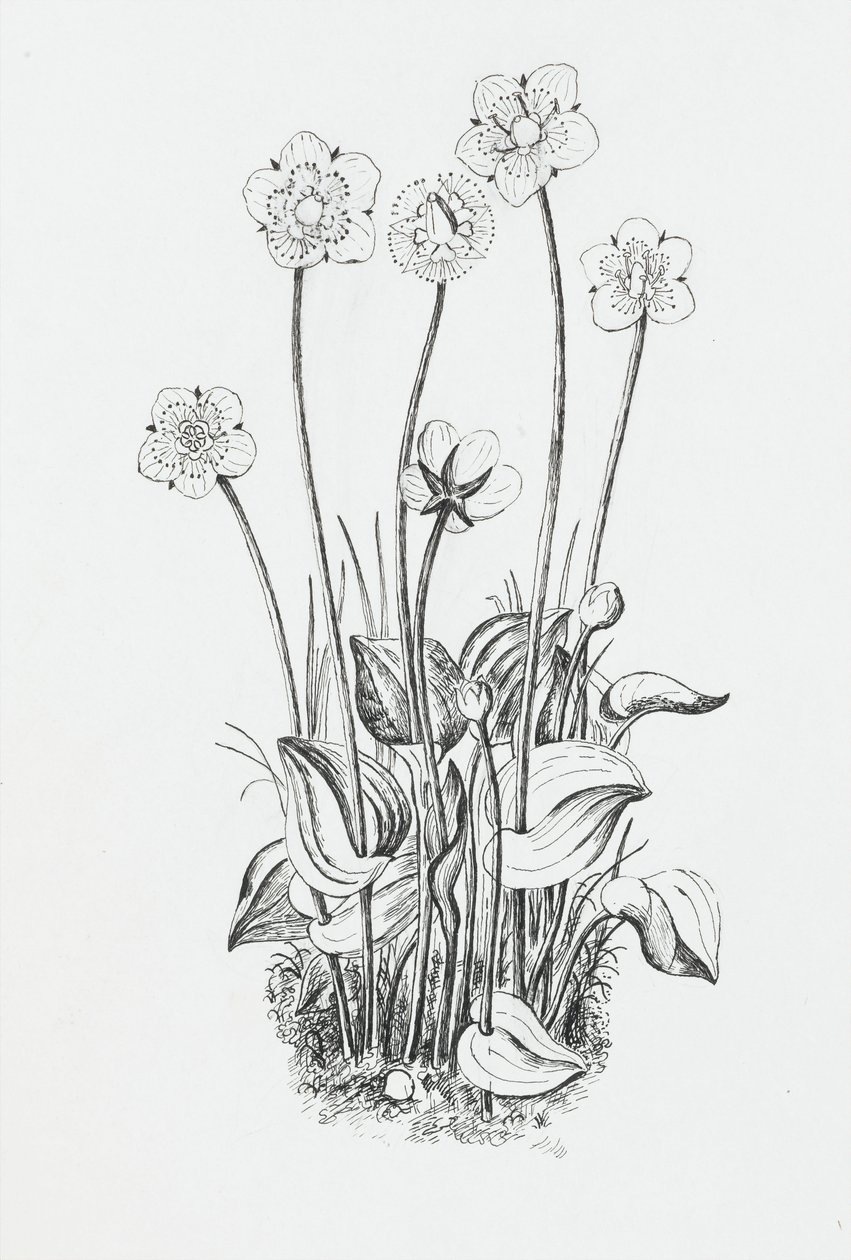 Studio di piante da Rosalie Brill