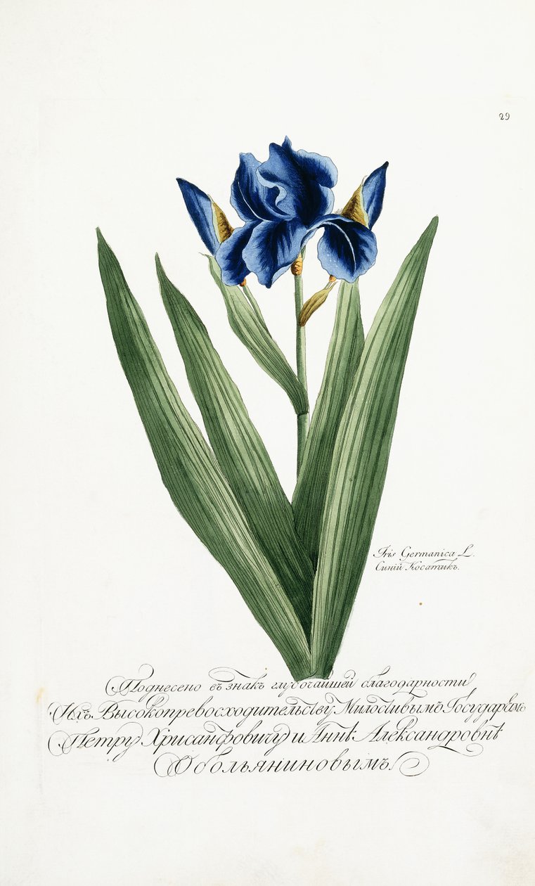 Iris Germanica, 1797-1803 da Russian School