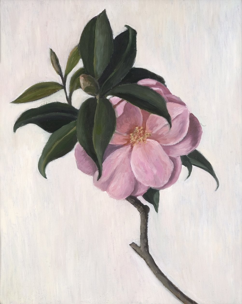 Camelia, 1998 da Ruth Addinall