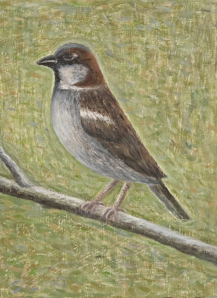 Passero domestico, 2008 da Ruth Addinall