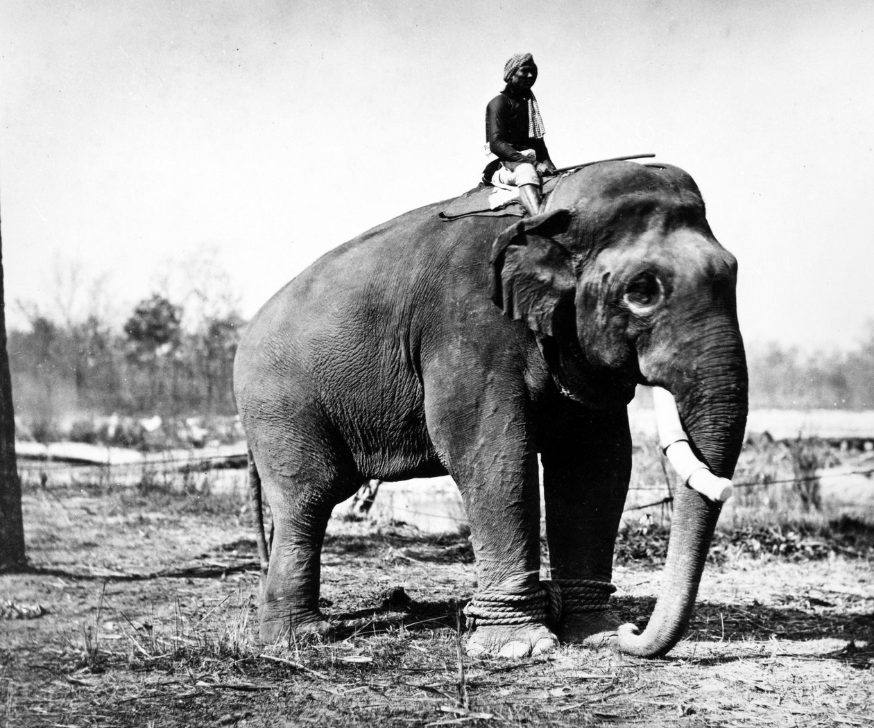 Jung Pershad, il più grande elefante da combattimento del Maharaja Sir Jang Bahadur, 1876 da S. and Shepherd, C. Bourne