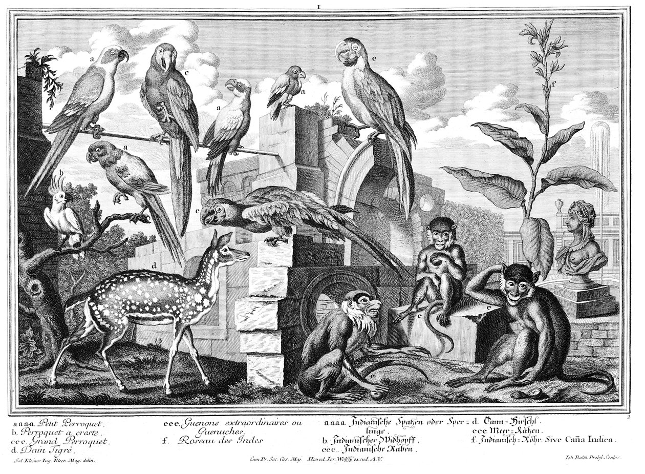 Pappagalli e scimmie da Salomon Kleiner