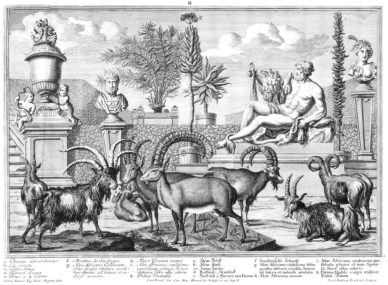 Stambecchi da Salomon Kleiner