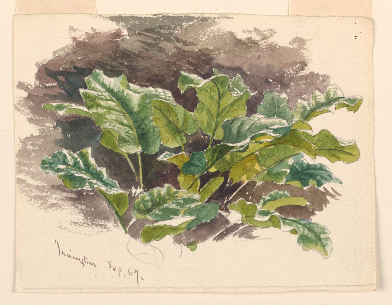 Studio botanico da Samuel Colman
