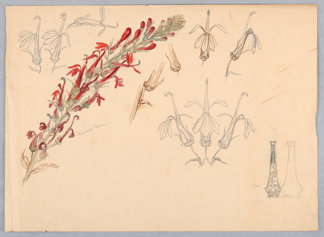 Fiore cardinale da Samuel Colman