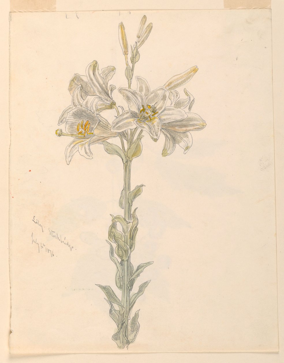Lily, Stockbridge da Samuel Colman