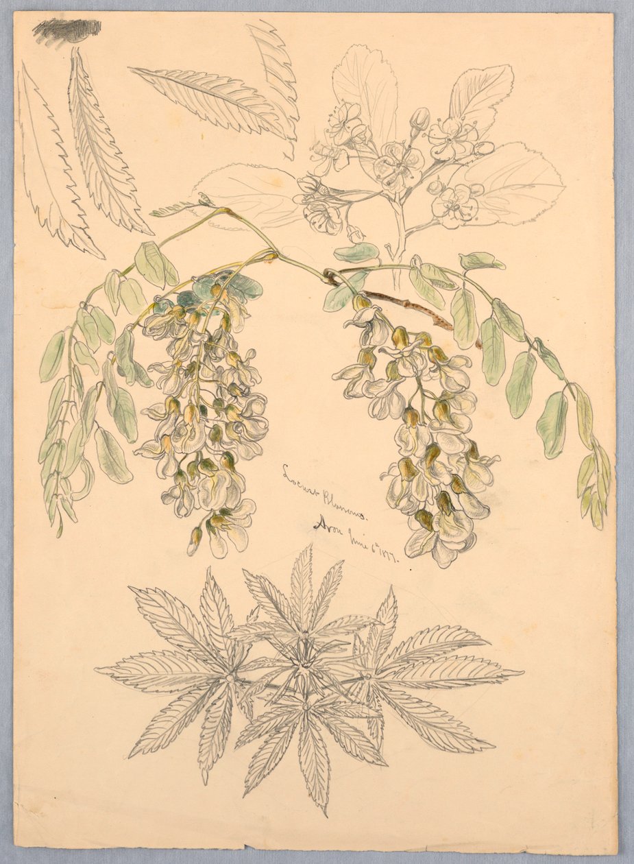 Fiori di Acacia da Samuel Colman