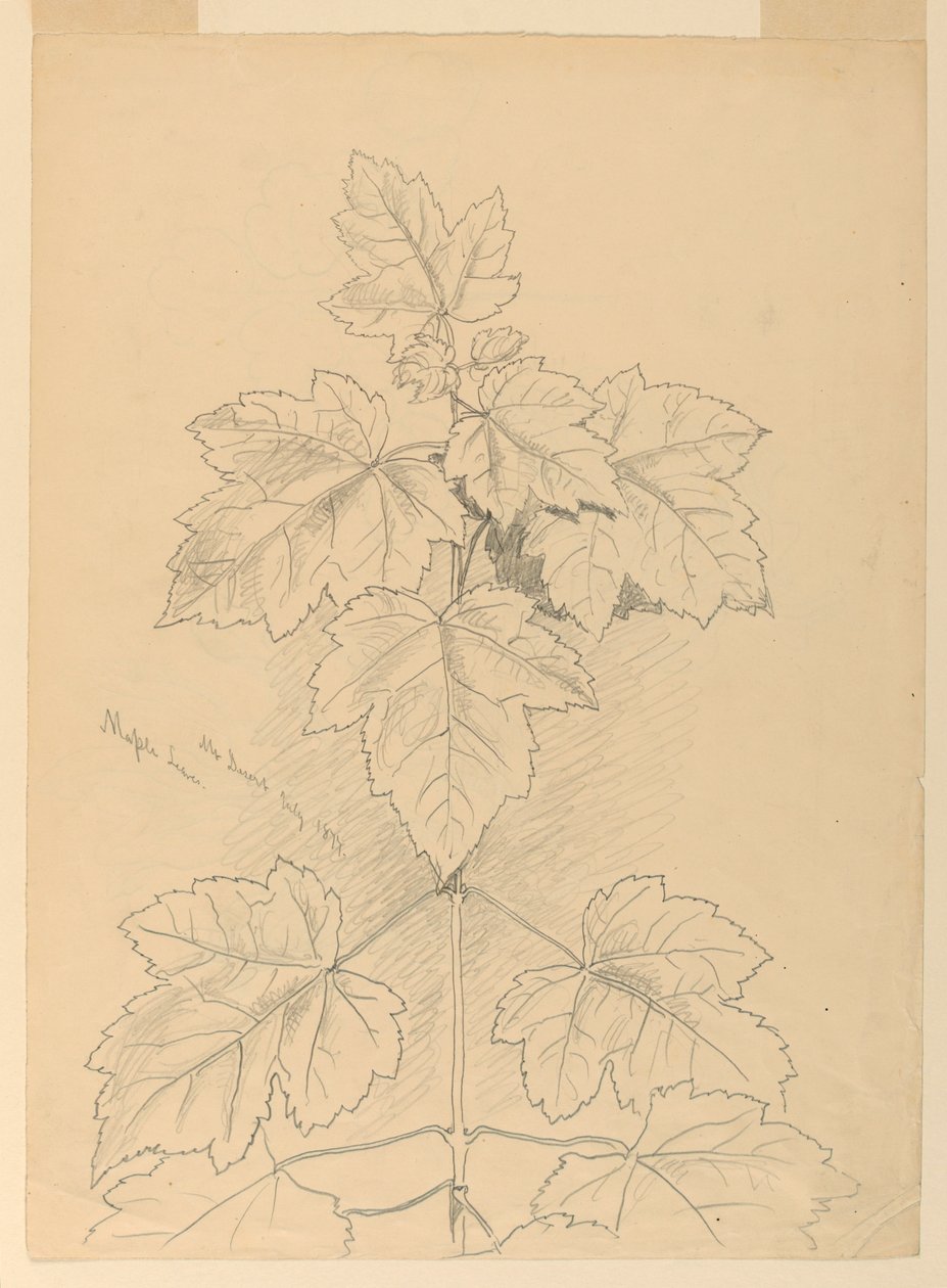 Foglie d