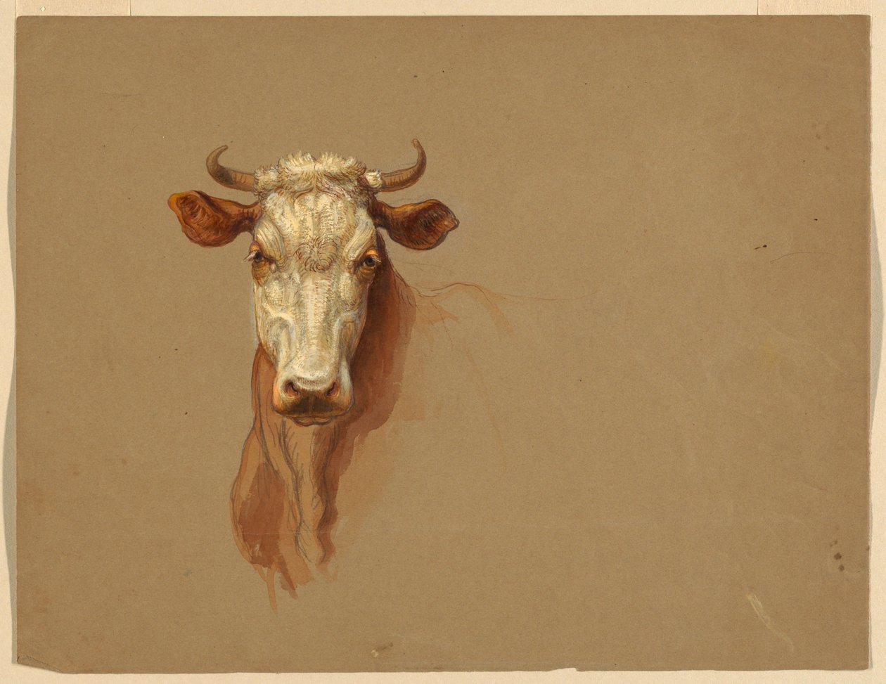 Due studi di bovini da Samuel Colman