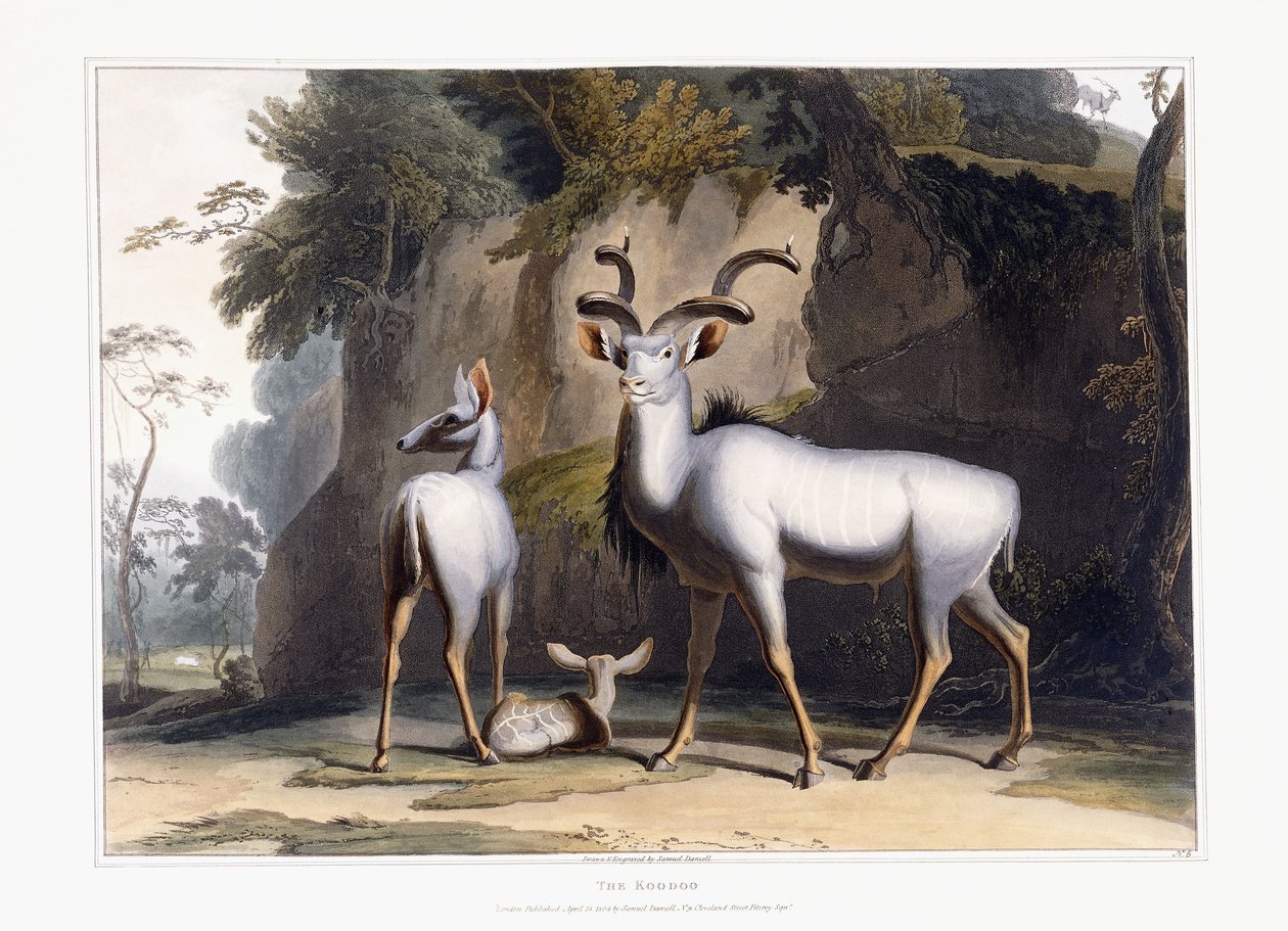 Il Koodoo da Samuel Daniell